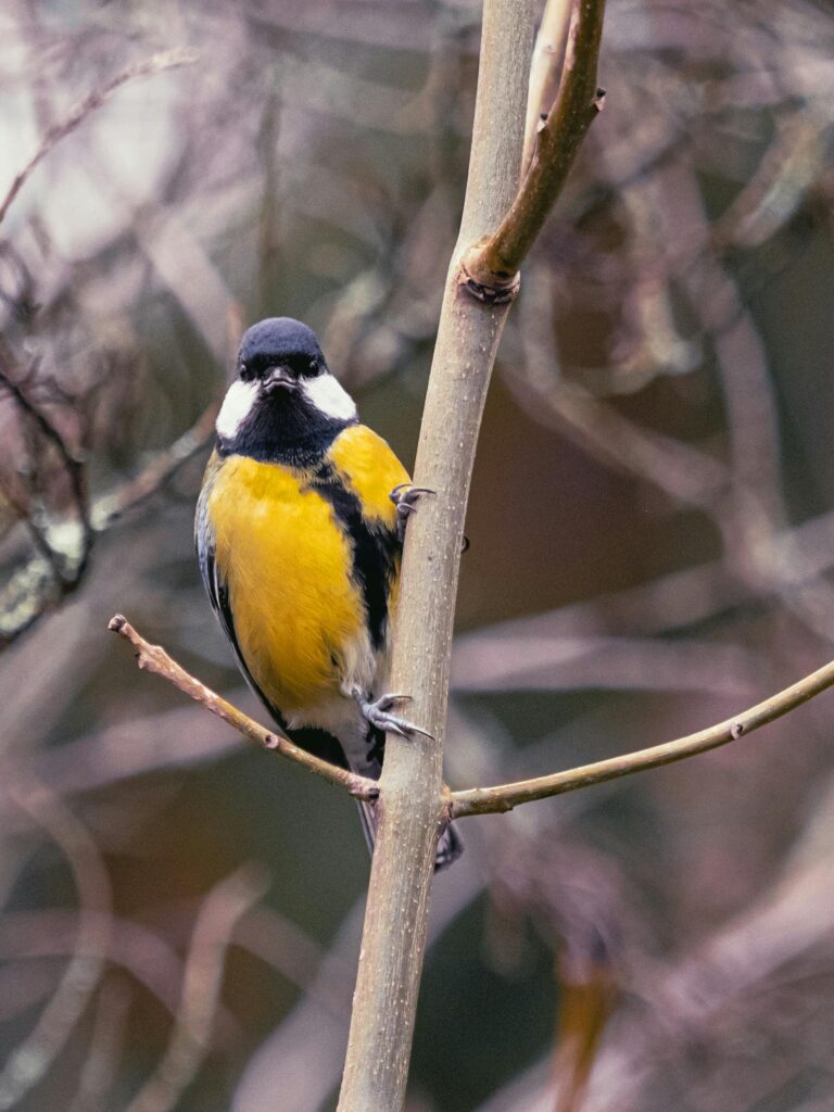 A vibrant European Great Tit (Parus major) sits on a branch outdoors in Berlin, showcasing its colorful plumage.
