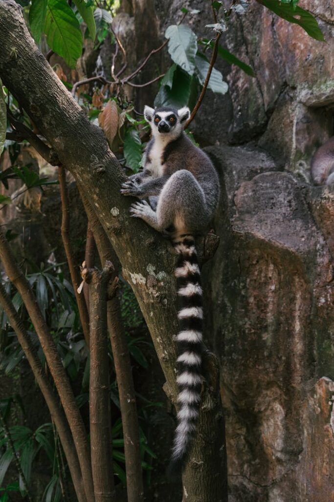 A ring-tailed lemur perched on a tree trunk in a lush forest in Bali, Indonesia.